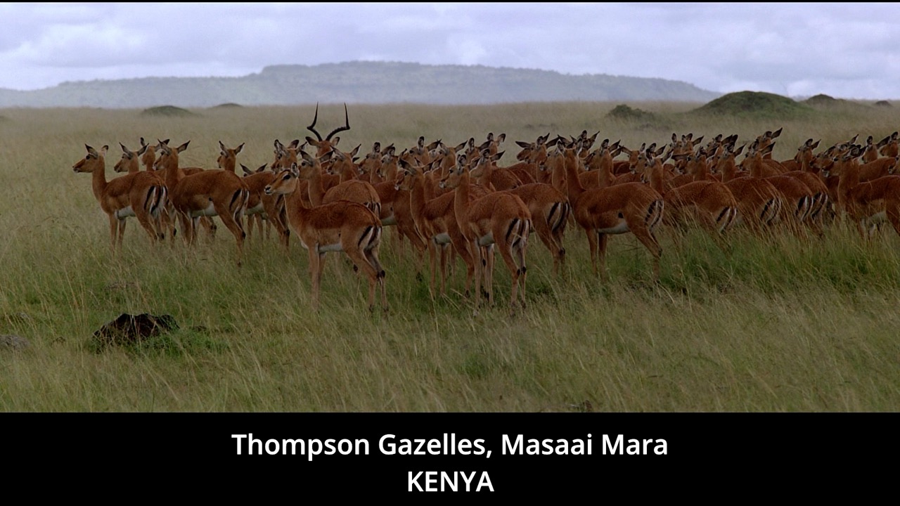 Timeline 1_00130476 Large.jpeg